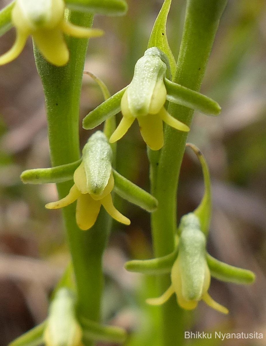 Peristylus spiralis A.Rich.